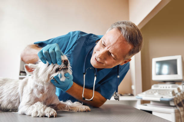 Best Emergency Dental Extractions in Red Boiling Springs, TN